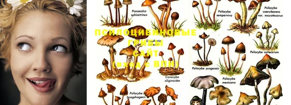 индика Апатиты